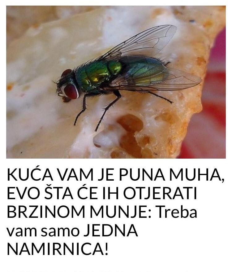 KUĆA VAM JE PUNA MUHA, EVO ŠTA ĆE IH OTJERATI BRZINOM MUNJE: Treba vam samo JEDNA NAMIRNICA! - featured image