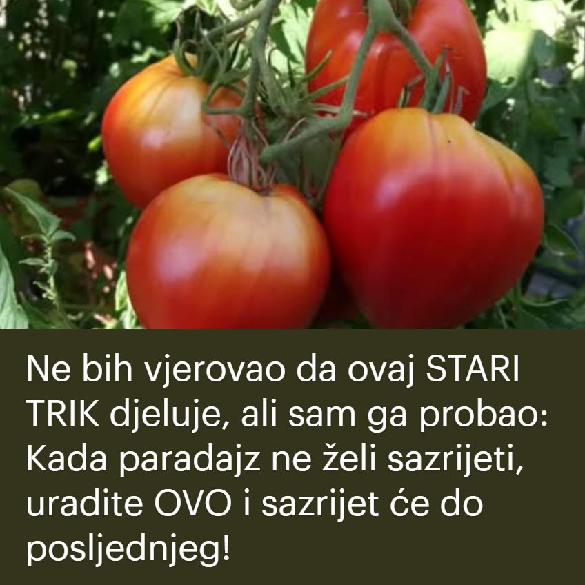 Ne bih vjerovao da ovaj STARI TRIK djeluje, ali sam ga probao: Kada paradajz ne želi sazrijeti, uradite OVO i sazrijet će do posljednjeg! - featured image