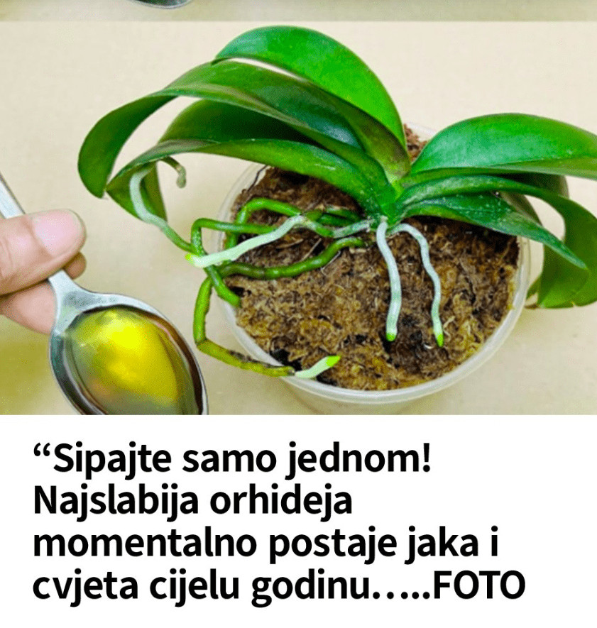 Sipajte samo jednom! Najslabija orhideja momentalno postaje jaka i cvjeta cijelu godinu…..FOTO - featured image
