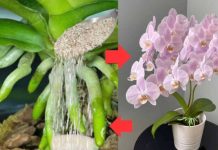 URADITE T0 KRAJEM LJETA: 1 supena kašika i procvjetaće i najslabija 0rhideja koja nikada nije cvjetala! URADITE T0 KRAJEM LJETA: 1 supena kašika i procvjetaće i najslabija 0rhideja koja nikada nije cvjetala! - featured image