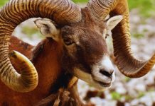 OVAN – VIKEND NA KOGA ČEKATE CELE GODINE VAM STIŽE, vašoj sreći neće biti kraja!