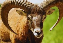 OVAN – HOROSKOP ZA NEDELJU, PONEDELJAK I UTORAK: SUĐENI DANI, STVARI KOJE SU VAM ZAPISANE, evo šta vam sve dolazi!