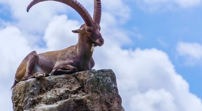 JARAC – HOROSKOP ZA UTORAK, SREDU I ČETVRTAK: ČEKANJU JE DOŠAO KRAJ, ZAPISANO SE DEŠAVA I MENJA ŽIVOT, evo šta vam dolazi!