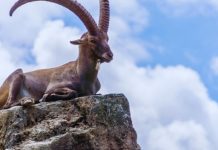 JARAC – HOROSKOP ZA PONEDELJAK, UTORAK I SREDU: DANI SUDBINE I KARME, DEŠAVANJA KOJA OSTAVLJAJU BEZ TEKSTA, evo šta vam sve dolazi!