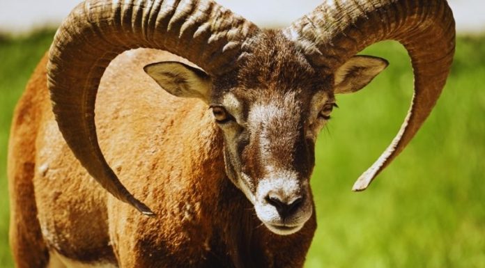 OVAN – HOROSKOP ZA NEDELJU, PONEDELJAK I UTORAK: Karma dolazi po svoje, nema bežanja niti izbegavanja, nagrade stižu, ali i OZBILJNA KAZNA!