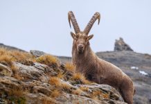 JARAC – VELIKI SUDBINSKI HOROSKOP ZA NAREDNA TRI DANA: Ponedeljak vam donosi VELIKI PORAZ, UTORAK osmeh za osmehom, dok vas tokom SREDE čeka otkrivanje BOLNIH TAJNI!